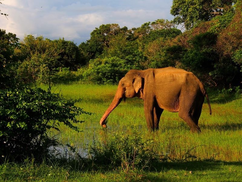 Sri-Lanka-2016-elephant