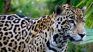 Belize Zoo - tiger 1