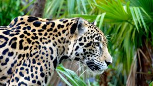 Belize Zoo - tiger