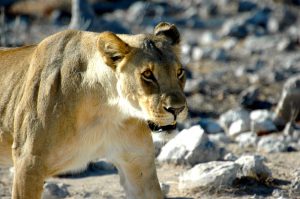 Trip to Namibia - lion 1