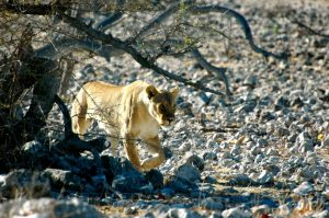 Trip to Namibia - lion