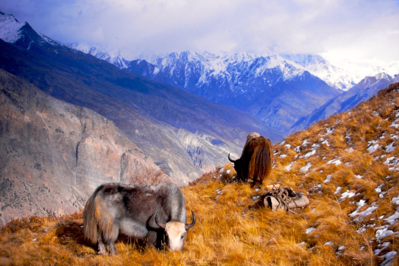 Nepal Mountains Animals