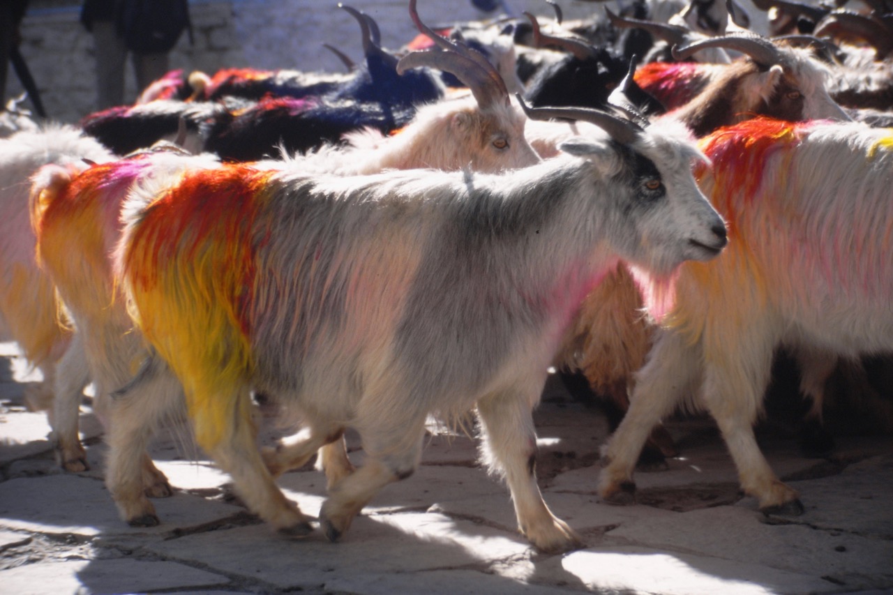 Nepal goats