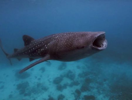 Oslob – Philippines, Homage for the whale sharks