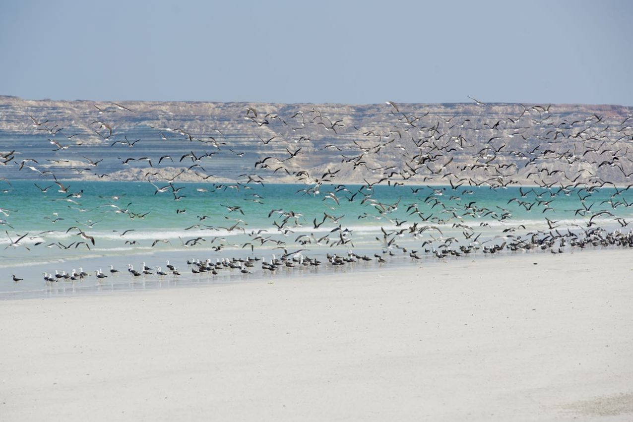Nature and beach in Ad Duqm Area, Oman