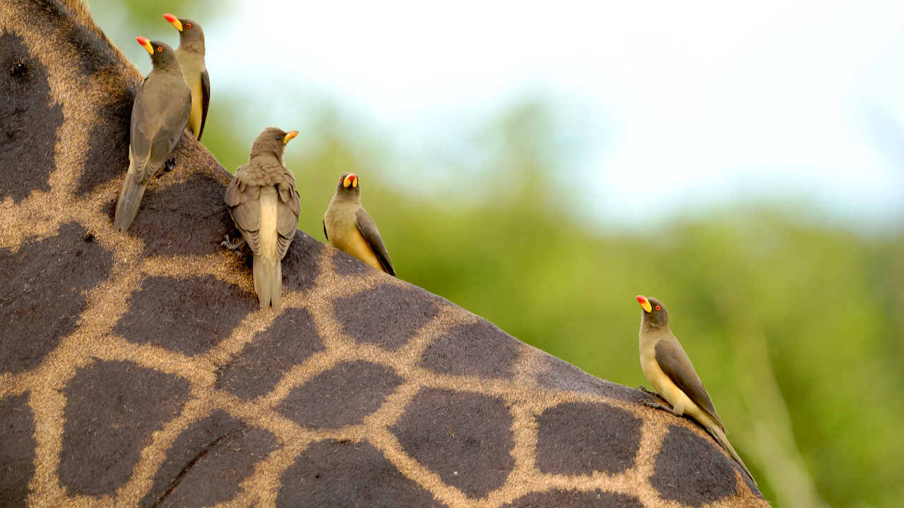 Uganda oder Rothschild Giraffe